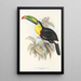 Une monographie des Ramphastidae ou famille des toucans Pl07 - John Gould — ingelijst kunstwerk aan de muur