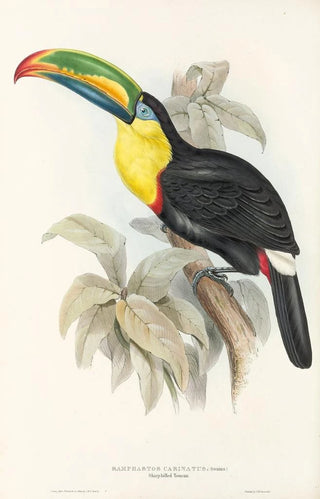 John Gould - A monograph of the Ramphastidae or family of toucans Pl07.webp