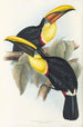 Une monographie des Ramphastidae ou familie des toucans Pl08 - John Gould — weergave van het kunstwerk