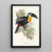 Une monographie des Ramphastidae ou familie des toucans Pl09 - John Gould — ingelijst kunstwerk aan de muur