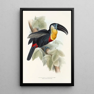 John Gould - A monograph of the Ramphastidae or family of toucans Pl09.webp