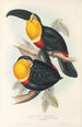 Een monografie van de Ramphastidae of familie van de toekans Pl10 - John Gould — weergave van het kunstwerk