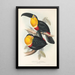 Een monografie van de Ramphastidae of familie van de toekans Pl10 - John Gould — ingelijst kunstwerk aan de muur