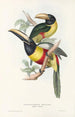 Une monographie des Ramphastidae ou famille des toucans Pl12 - John Gould — weergave van het kunstwerk