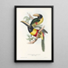 Une monographie des Ramphastidae ou famille des toucans Pl12 - John Gould — ingelijst kunstwerk aan de muur