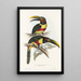 Een monografie van de Ramphastidae of familie van de toekans Pl13 - John Gould — ingelijst kunstwerk aan de muur