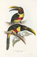 Een monografie van de Ramphastidae of familie van de toekans Pl13 - John Gould — weergave van het kunstwerk