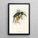 Een monografie van de Ramphastidae of familie van de toekans Pl14 - John Gould — ingelijst kunstwerk aan de muur