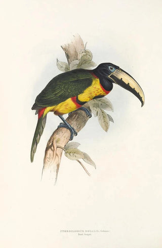 John Gould - A monograph of the Ramphastidae or family of toucans Pl14.webp