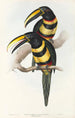 Une monographie des Ramphastidae ou familie des toucans Pl15 - John Gould — weergave van het kunstwerk