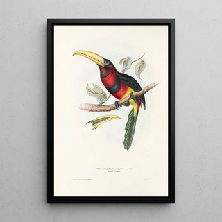 John Gould - A monograph of the Ramphastidae or family of toucans Pl17.webp