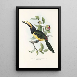 John Gould - A monograph of the Ramphastidae or family of toucans Pl19.webp