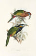 Une monographie des Ramphastidae ou famille des toucans Pl21 - John Gould — weergave van het kunstwerk