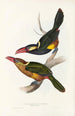 Une monographie des Ramphastidae ou familie des toucans Pl22 - John Gould — weergave van het kunstwerk