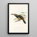 Une monographie des Ramphastidae ou familie des toucans Pl23 - John Gould — ingelijst kunstwerk aan de muur