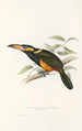 Une monographie des Ramphastidae ou familie des toucans Pl23 - John Gould — weergave van het kunstwerk