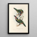 Une monographie des Ramphastidae ou familie van de toekans Pl24 - John Gould — ingelijst kunstwerk aan de muur