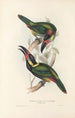 Une monographie des Ramphastidae ou familie van de toekans Pl24 - John Gould — weergave van het kunstwerk
