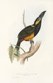 Une monographie des Ramphastidae ou familie des toucans Pl25 - John Gould — weergave van het kunstwerk