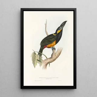 John Gould - A monograph of the Ramphastidae or family of toucans Pl25.webp