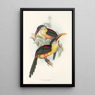 John Gould - A monograph of the Ramphastidae or family of toucans Pl26.webp