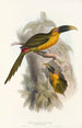 Une monographie des Ramphastidae ou famille des toucans Pl28 - John Gould — weergave van het kunstwerk