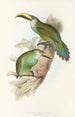 Une monographie des Ramphastidae ou familie des toucans Pl29 - John Gould — weergave van het kunstwerk