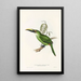 Une monographie des Ramphastidae ou famille des toucans Pl30 - John Gould — ingelijst kunstwerk aan de muur