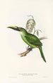 Une monographie des Ramphastidae ou famille des toucans Pl30 - John Gould — weergave van het kunstwerk