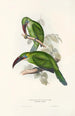 Une monographie des Ramphastidae ou familie des toucans Pl31 - John Gould — weergave van het kunstwerk