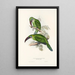 Une monographie des Ramphastidae ou familie des toucans Pl31 - John Gould — ingelijst kunstwerk aan de muur