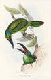 Une monographie des Ramphastidae ou familie des toucans Pl32 - John Gould — weergave van het kunstwerk