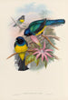 Une monographie des Trogonidae ou famille des trogons Pl08 - John Gould — weergave van het kunstwerk
