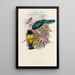 Une monographie des Trogonidae ou famille des trogons Pl08 - John Gould — ingelijst kunstwerk aan de muur