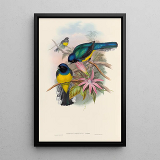 John Gould - A monograph of the Trogonidae or family of trogons Pl08.webp