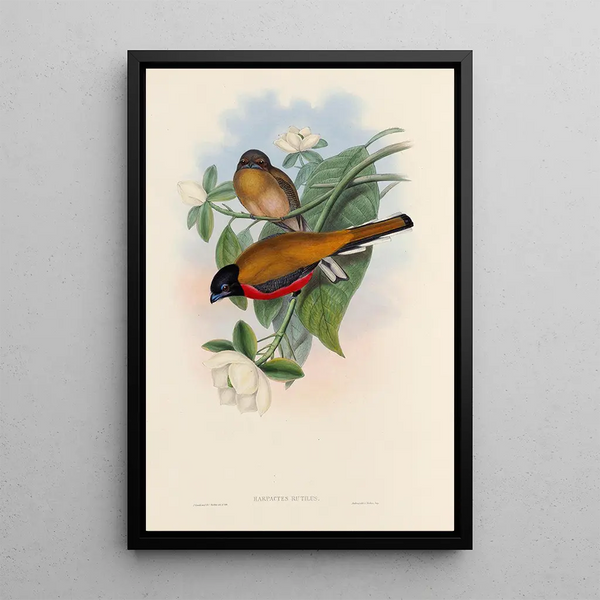 John Gould - A monograph of the Trogonidae or family of trogons Pl13.webp