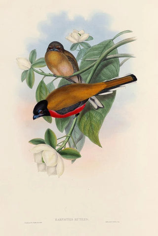 John Gould - A monograph of the Trogonidae or family of trogons Pl13.webp