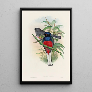John Gould - A monograph of the Trogonidae or family of trogons Pl17.webp