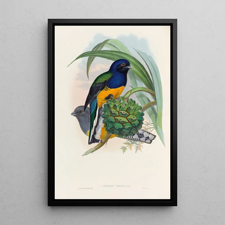 John Gould - A monograph of the Trogonidae or family of trogons Pl19.webp