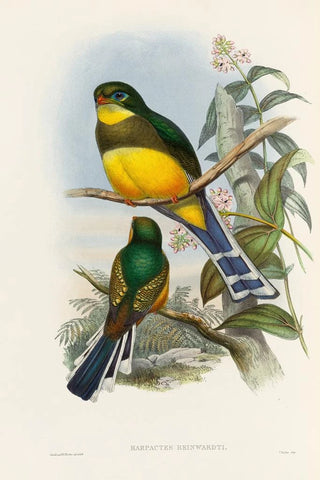 John Gould - A monograph of the Trogonidae or family of trogons Pl24.webp