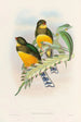 Une monographie des Trogonidae ou famille des trogons Pl25 - John Gould — weergave van het kunstwerk