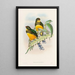 Une monographie des Trogonidae ou famille des trogons Pl25 - John Gould — ingelijst kunstwerk aan de muur