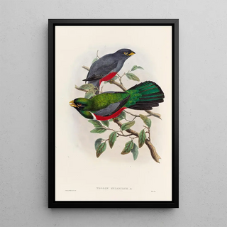John Gould - A monograph of the Trogonidae or family of trogons Pl33.webp