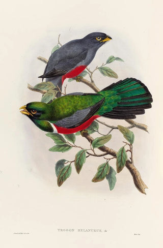 John Gould - A monograph of the Trogonidae or family of trogons Pl33.webp