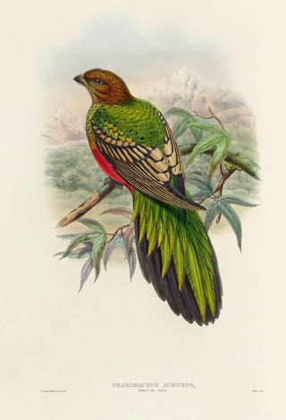 John Gould - A monograph of the Trogonidae or family of trogons Pl38.webp