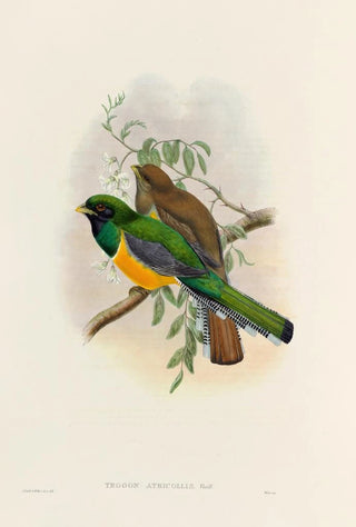 John Gould - A monograph of the Trogonidae or family of trogons Pl40.webp