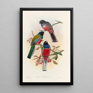 John Gould - A monograph of the Trogonidae or family of trogons Pl42.webp