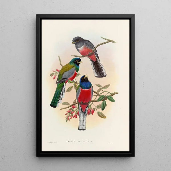 John Gould - A monograph of the Trogonidae or family of trogons Pl42.webp
