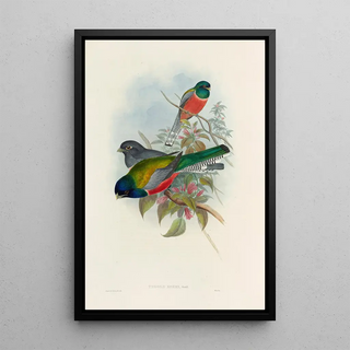 John Gould - A monograph of the Trogonidae or family of trogons Pl43.webp