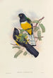 Une monographie des Trogonidae ou familie des trogons Pl45 - John Gould — weergave van het kunstwerk